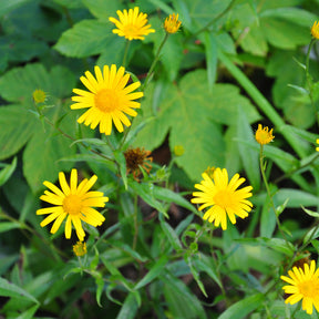 3 Œils de bœuf jaunes - Buphthalmum salicifolium - Willemse