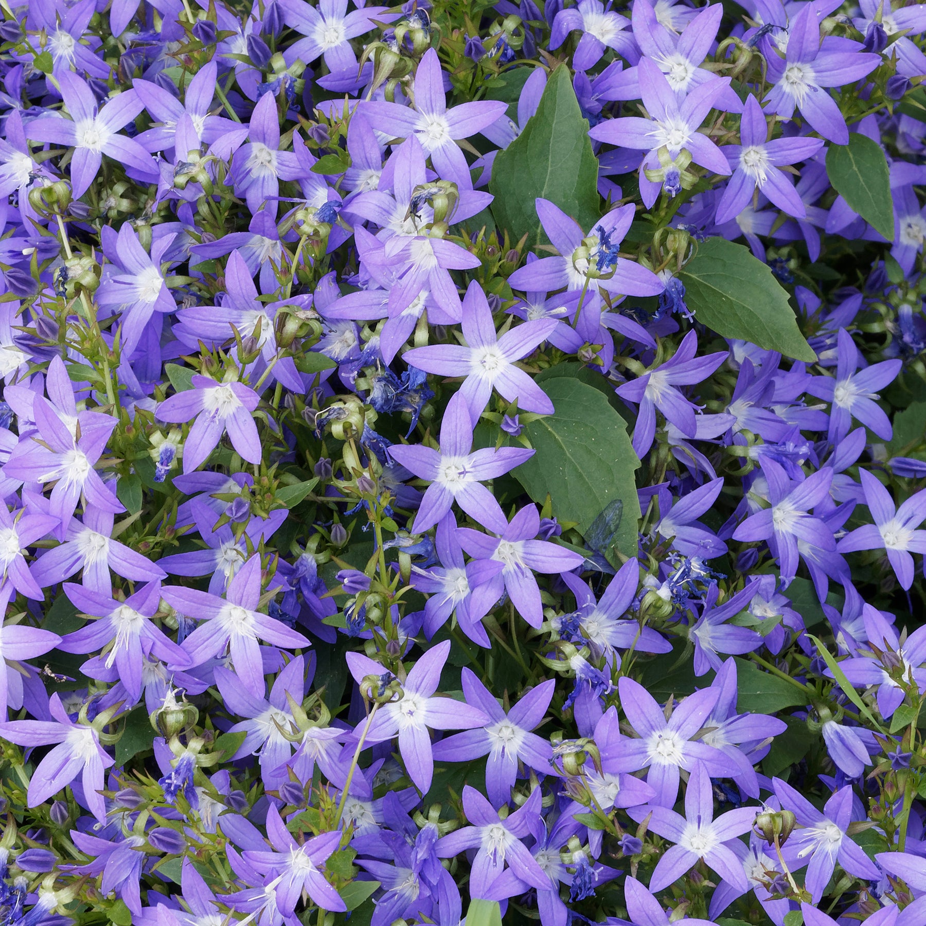 Campanule - Campanule des murets - Campanula poscharskyana