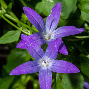 Campanula poscharskyana - Campanule des murets - Campanule