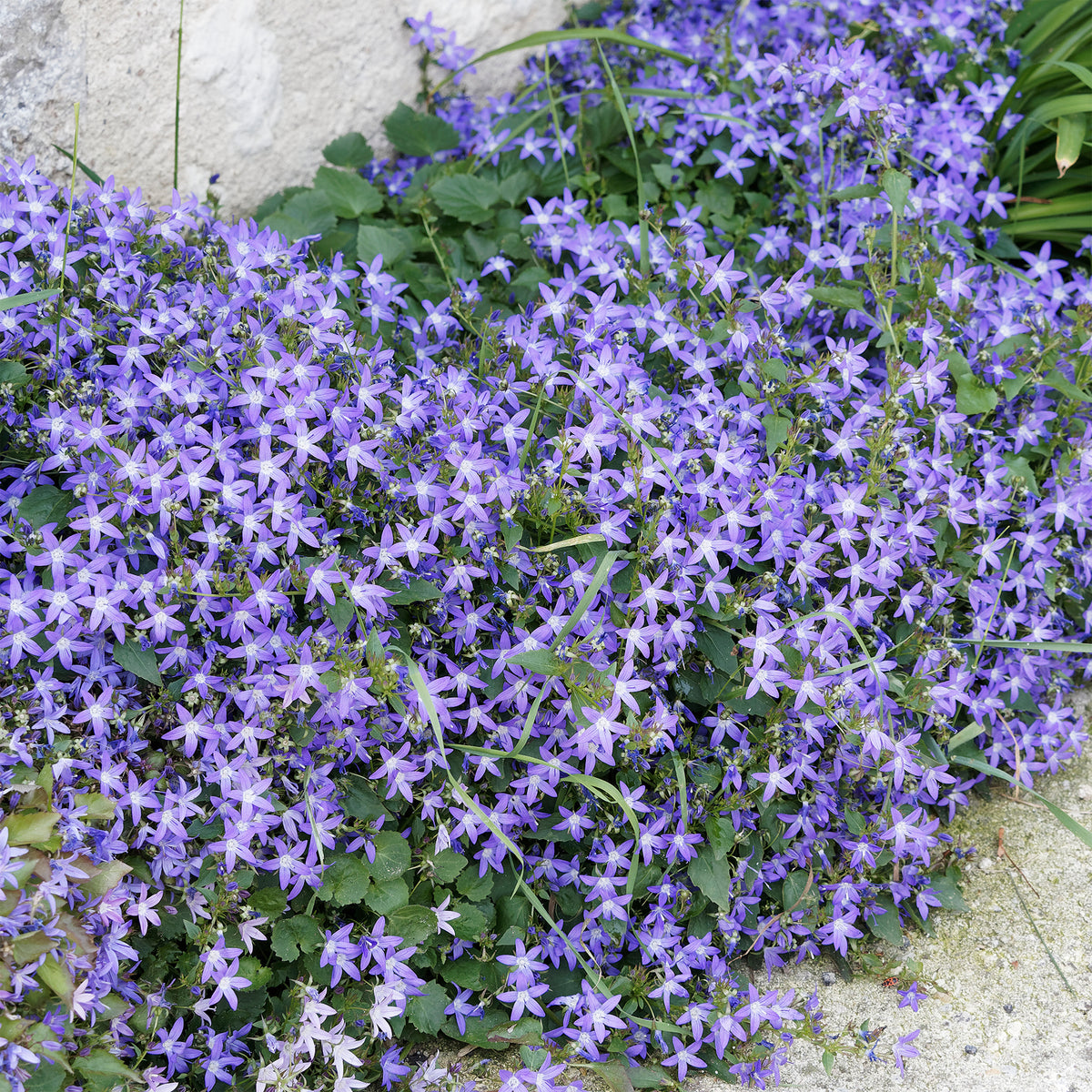 Campanule des murets - Campanula poscharskyana - Willemse