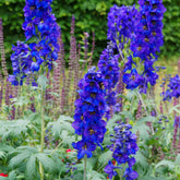 3 Delphiniums belladones Bellamosum - Willemse