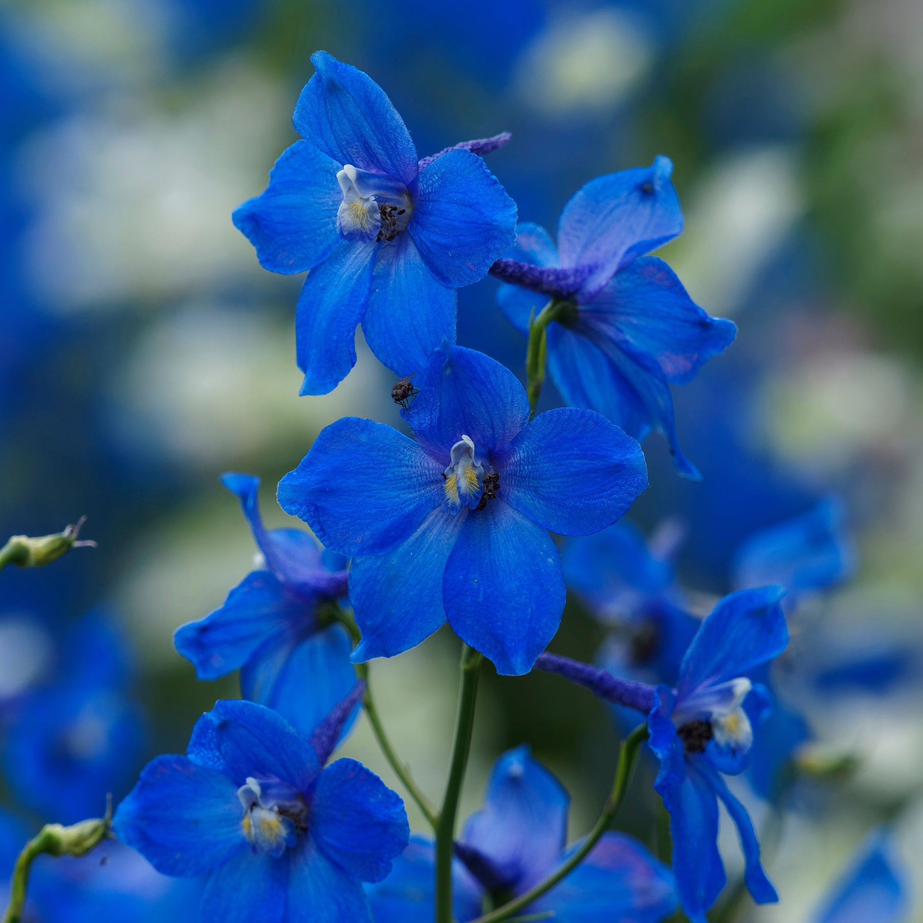 3 Delphiniums belladones Bellamosum - Delphinium belladonna Bellamosum - Willemse