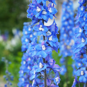 3 Delphiniums géants Blue Bird - Willemse