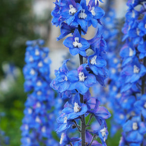 3 Delphiniums géants Blue Bird - Delphinium Pacific Blue Bird - Willemse