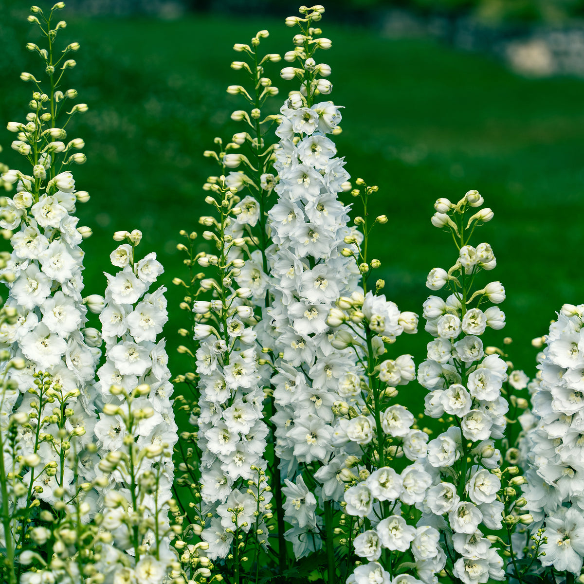 3 Delphiniums géants Galahad