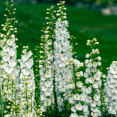 3 Delphiniums géants Galahad - Willemse