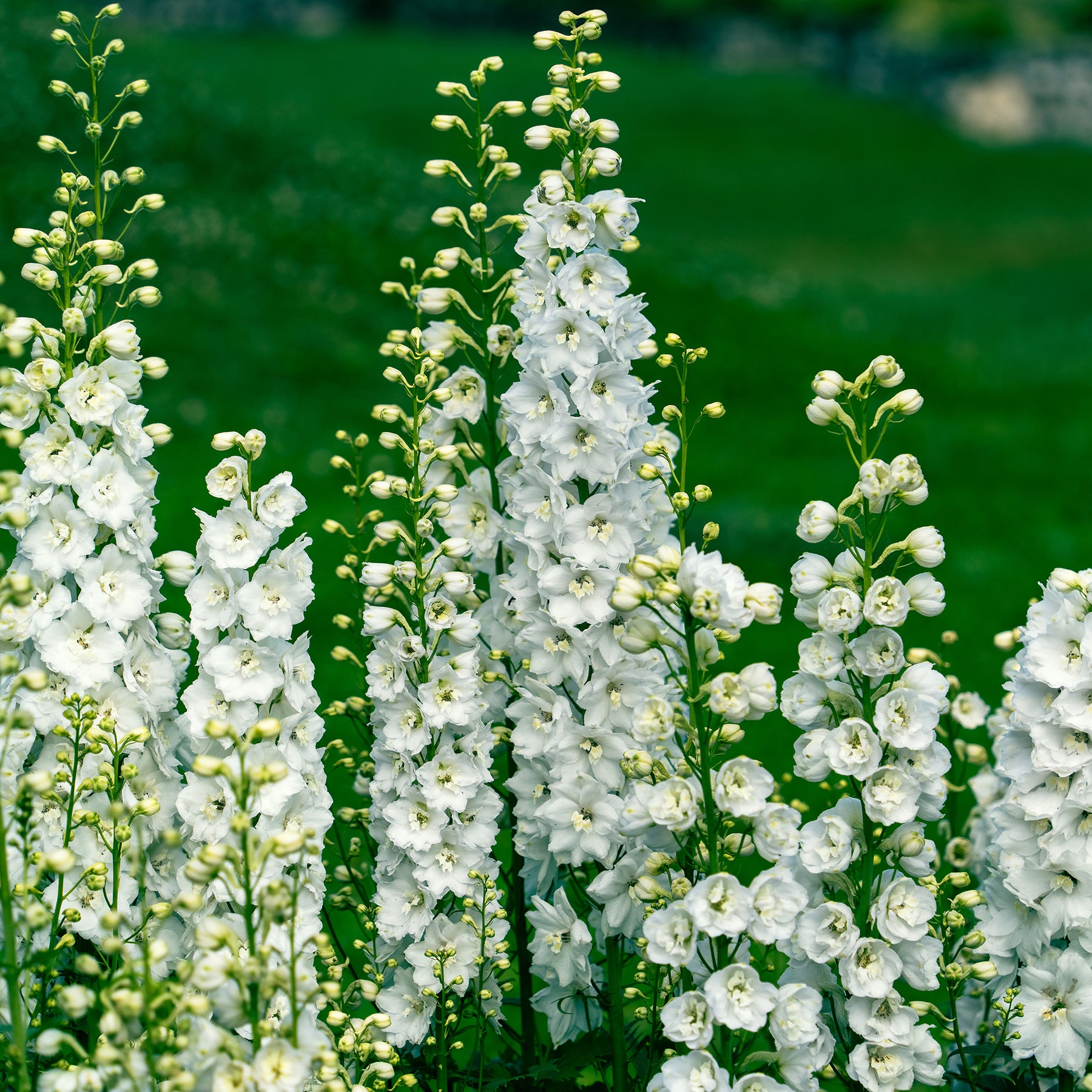 3 Delphiniums géants Galahad - Willemse