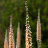 Digitale ferreuse Gigantea - Willemse