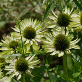 Échinacée pourpre Green Jewel - Willemse