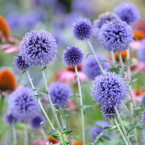 Boule azurée Veitchs Blue - Chardon boule - Echinops ritro Veitch's Blue - Willemse