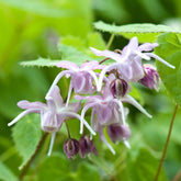 Epimedium à grandes fleurs - Willemse