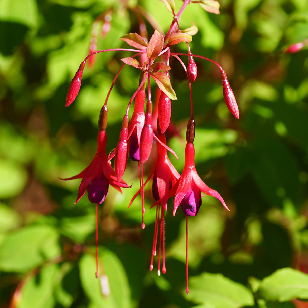 3 Fuchsias Riccartonii