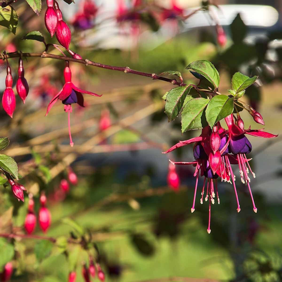 3 Fuchsias Riccartonii