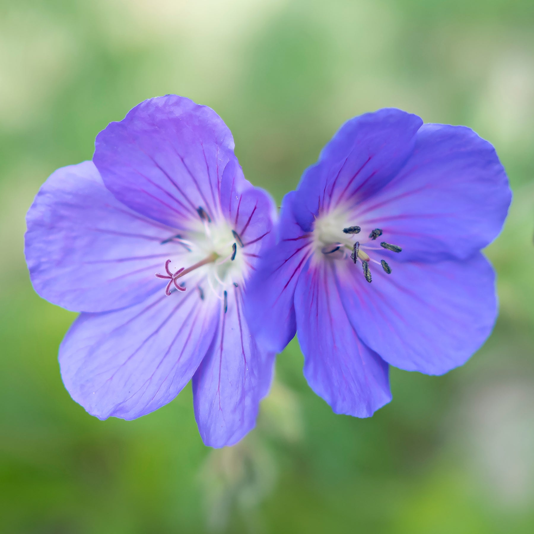 Géranium vivace Brookside - Willemse