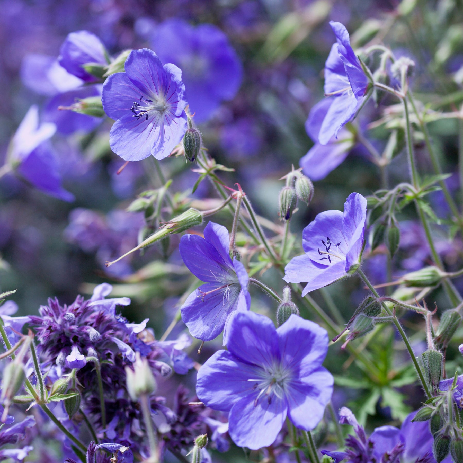 Geranium brookside - Géranium vivace Brookside - Géraniums vivaces