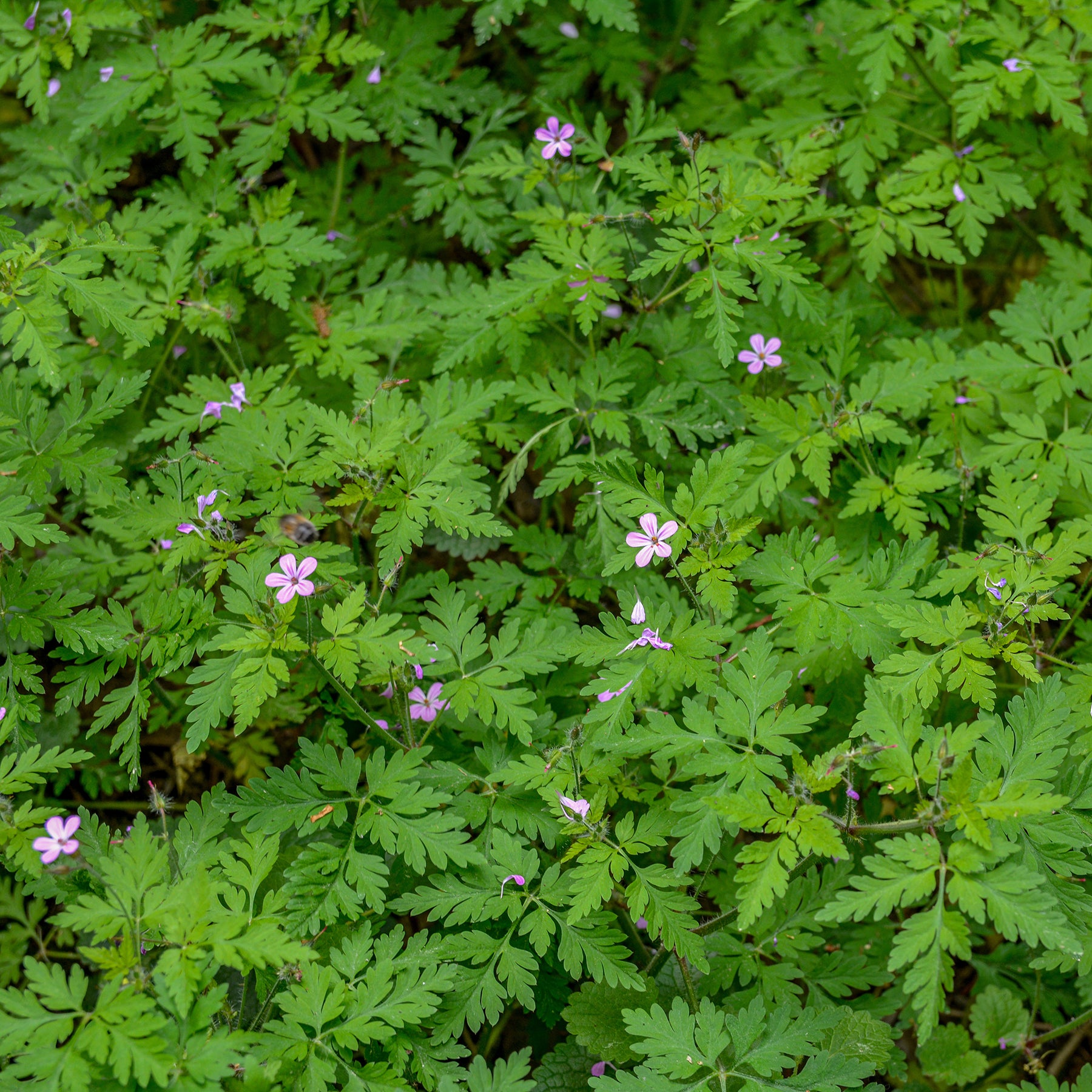 Géranium Herbe à Robert - Geranium robertianum - Willemse