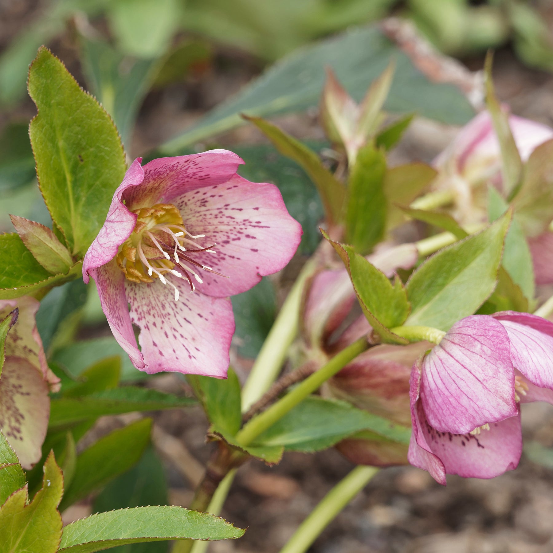 Helleborus orientalis Pink Lady - Héllébore d'Orient Pink Lady - Hellébores