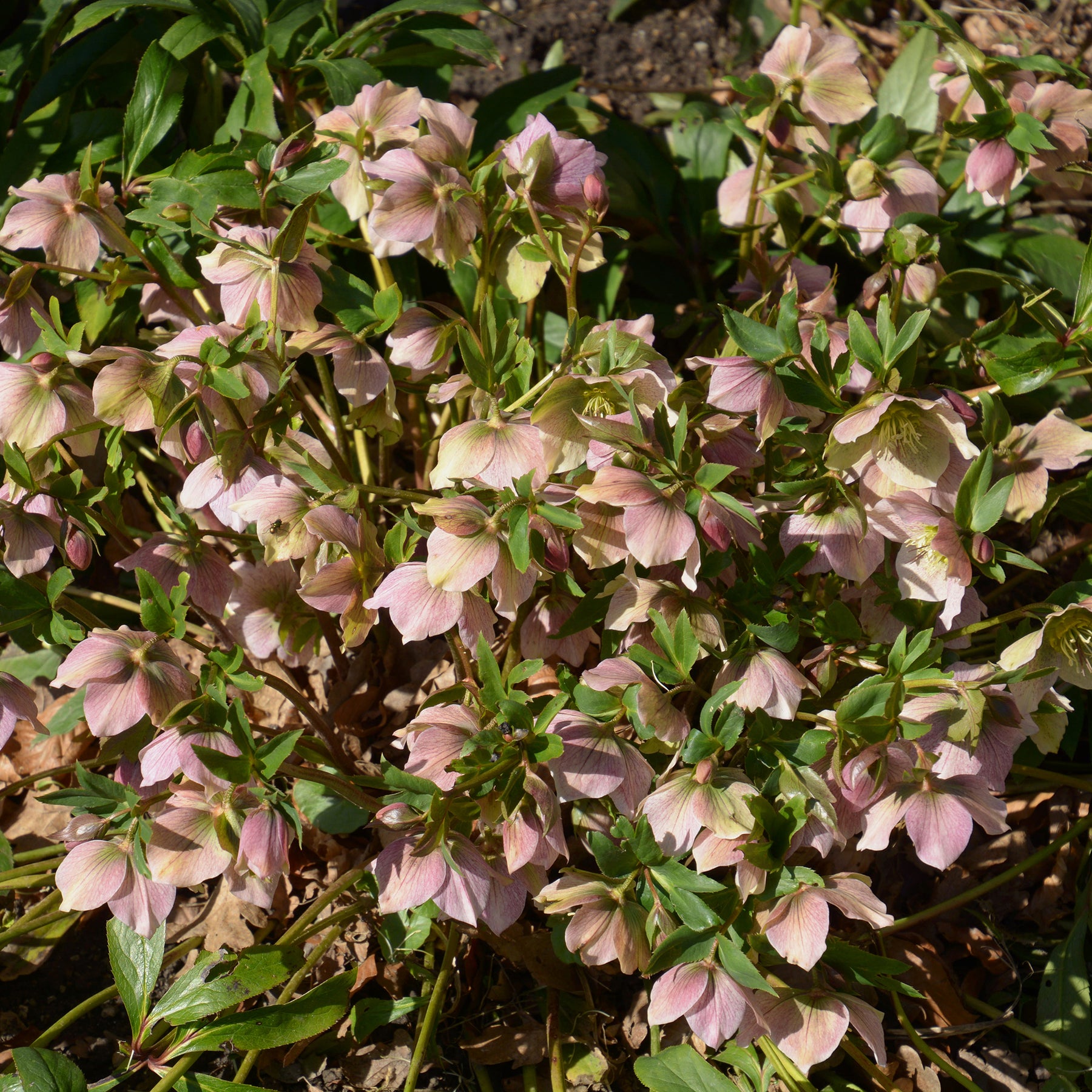 Hellébores - Héllébore d'Orient Pink Lady - Helleborus orientalis Pink Lady