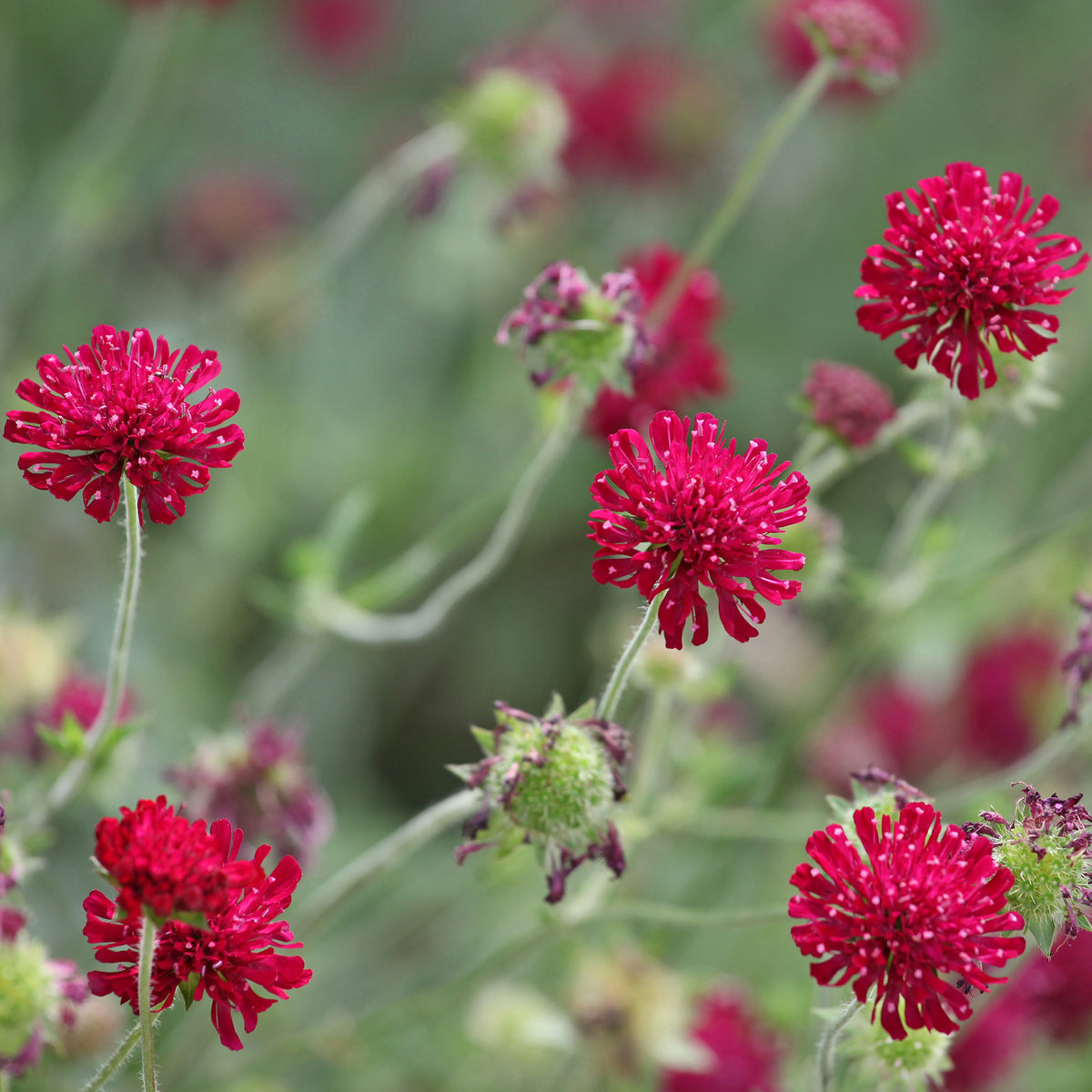 Petite scabieuse de Macédoine Mars Midget - Knautia macedonica Mars Midget - Willemse