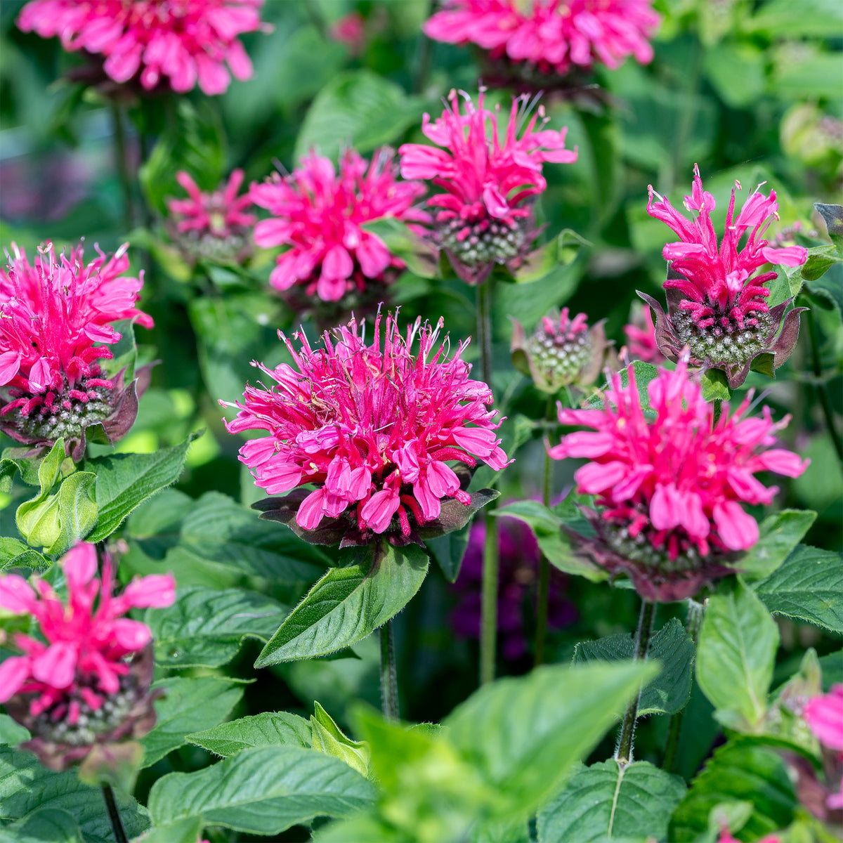 Monarde Pink Lace