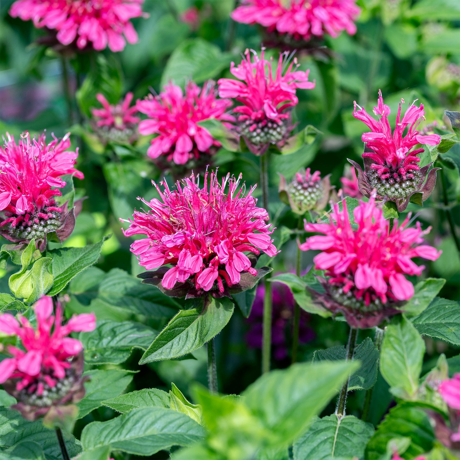 Monarde Pink Lace