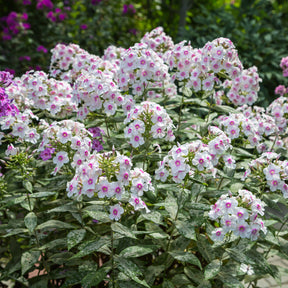 Phlox paniculata Europa - 3 Phlox paniculé Europa - Phlox