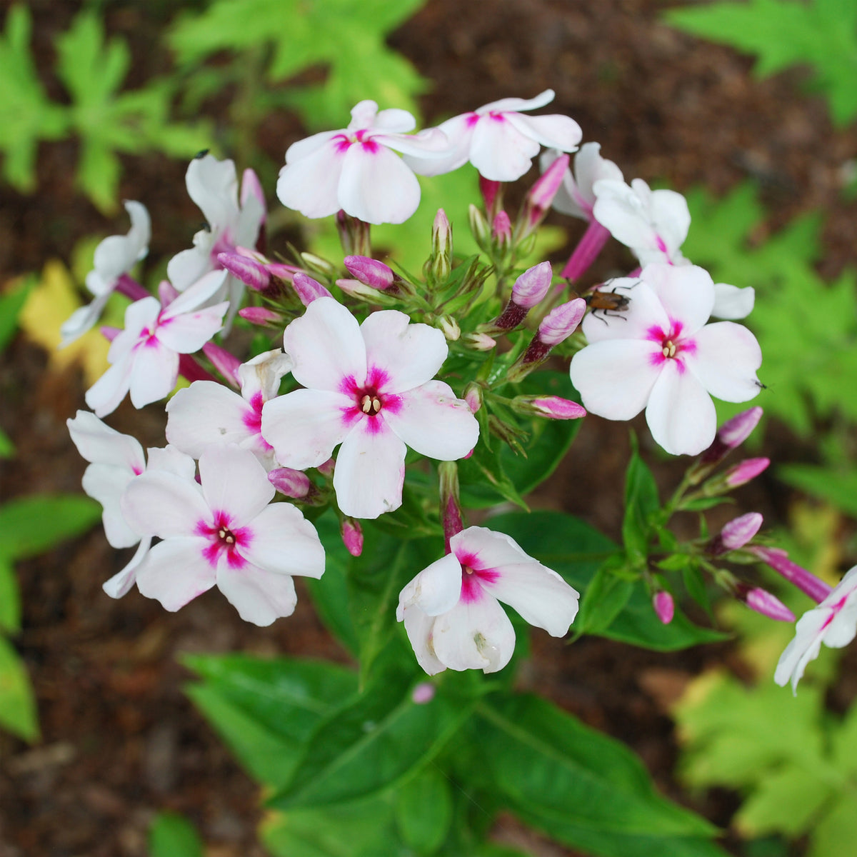 3 Phlox paniculé Europa