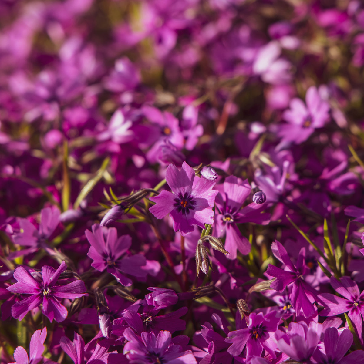 3 Phlox mousse Atropurpurea