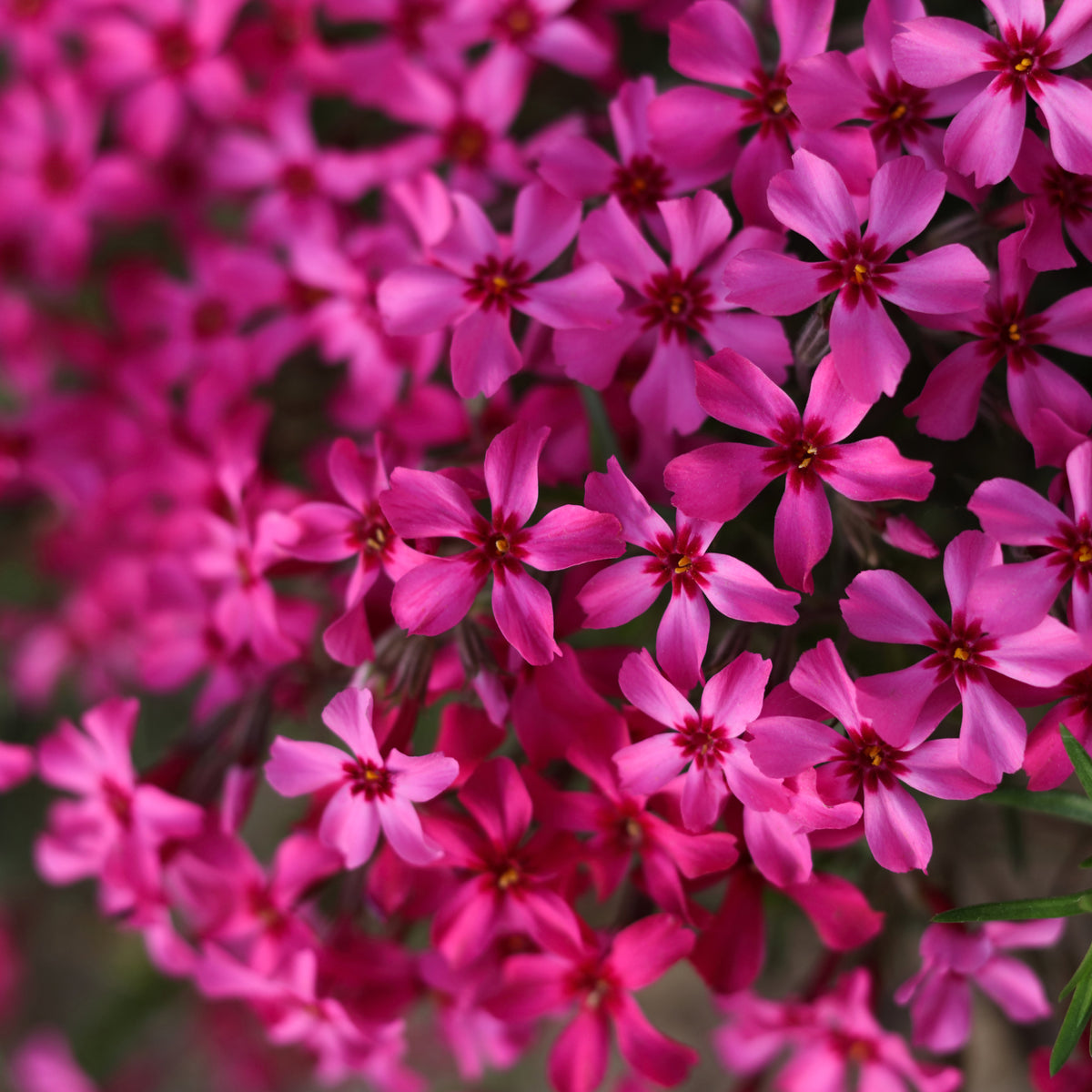 3 Phlox mousse Atropurpurea