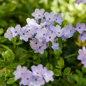 3 Phlox rampant Blue Ridge - Phlox stolonifera Blue Ridge - Willemse