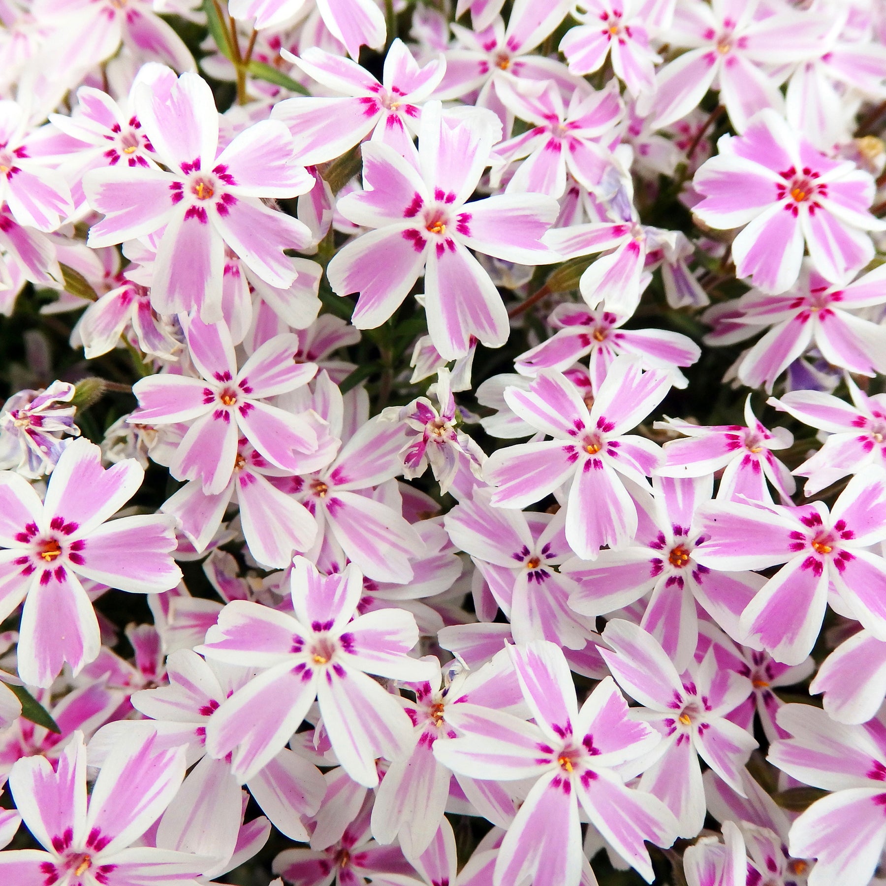 Phlox subulata Candy Stripes - 3 Phlox mousse Candy Stripes - Phlox