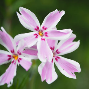 3 Phlox mousse Candy Stripes - Phlox subulata Candy Stripes - Willemse