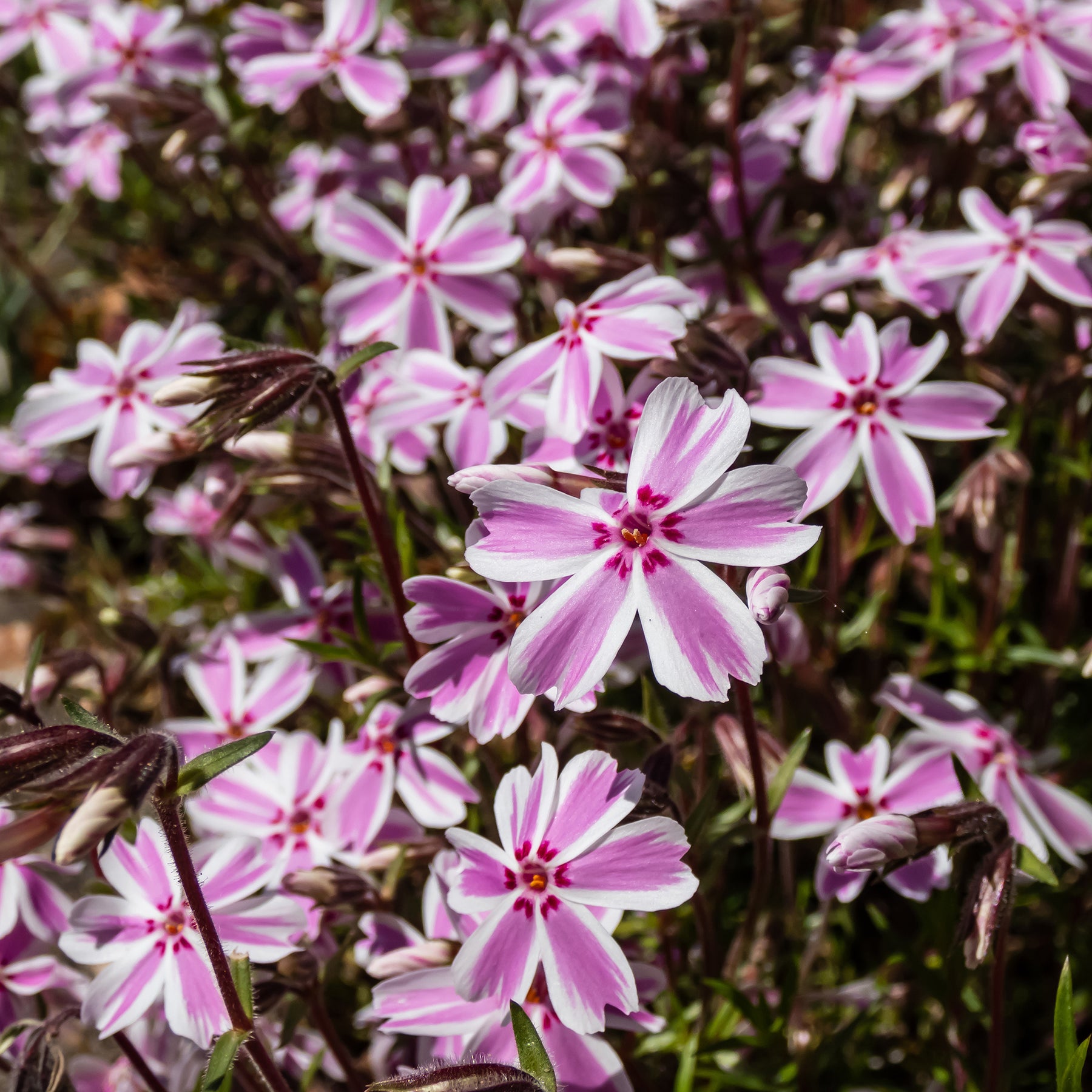 3 Phlox mousse Candy Stripes - Willemse