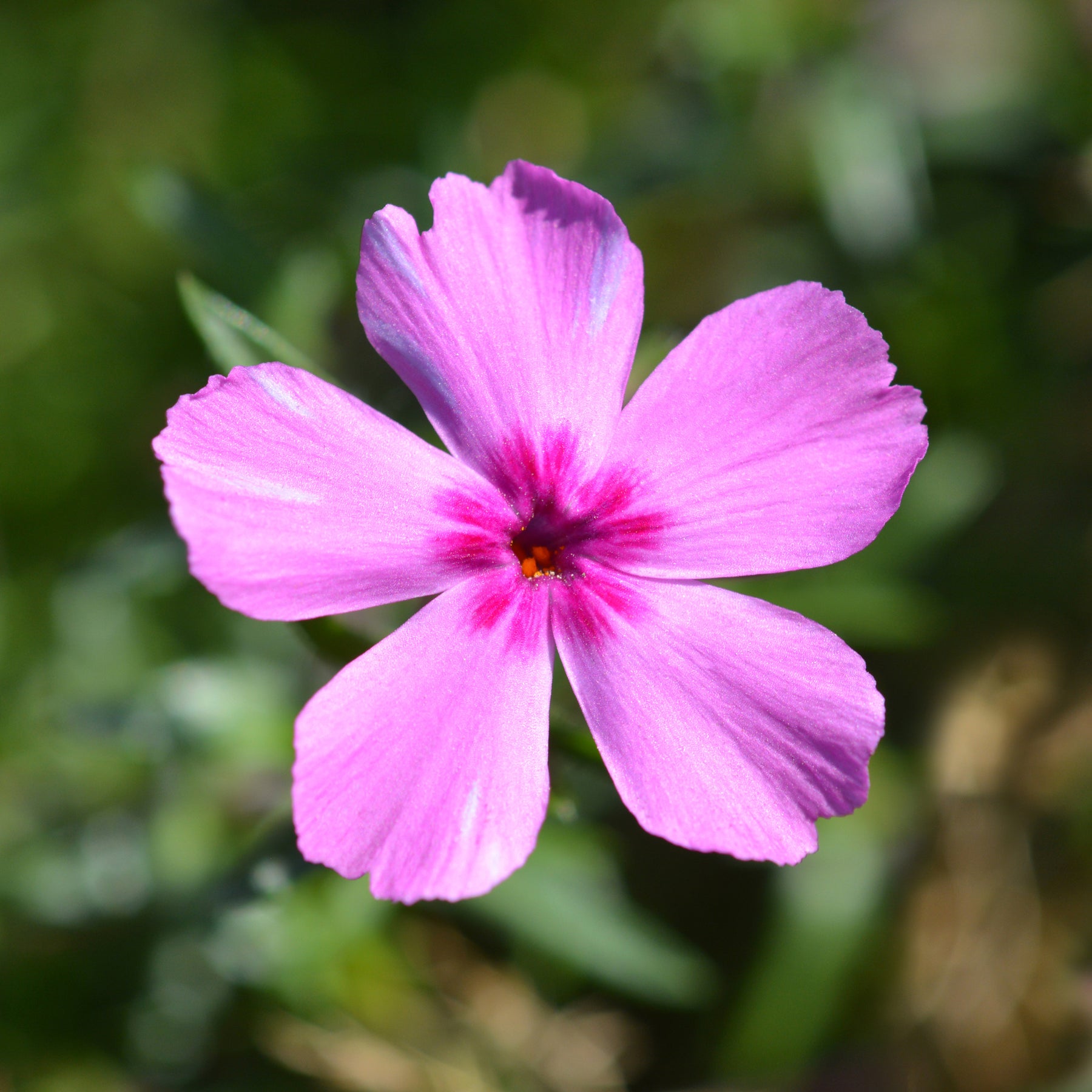 3 Phlox mousse McDaniel's Cushion - Willemse