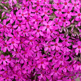 3 Phlox mousse Scarlet Flame - Willemse