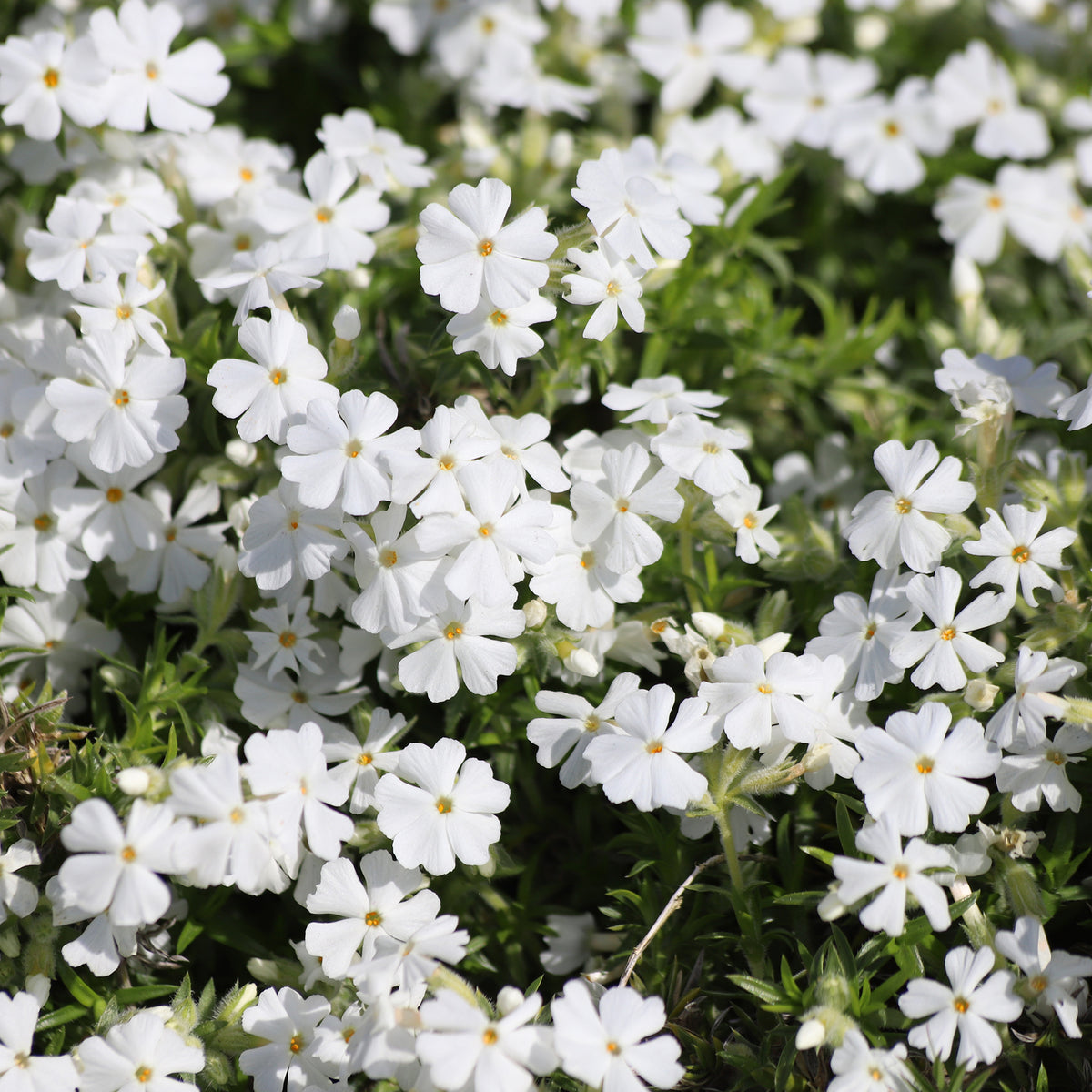 3 Phlox mousse White Delight