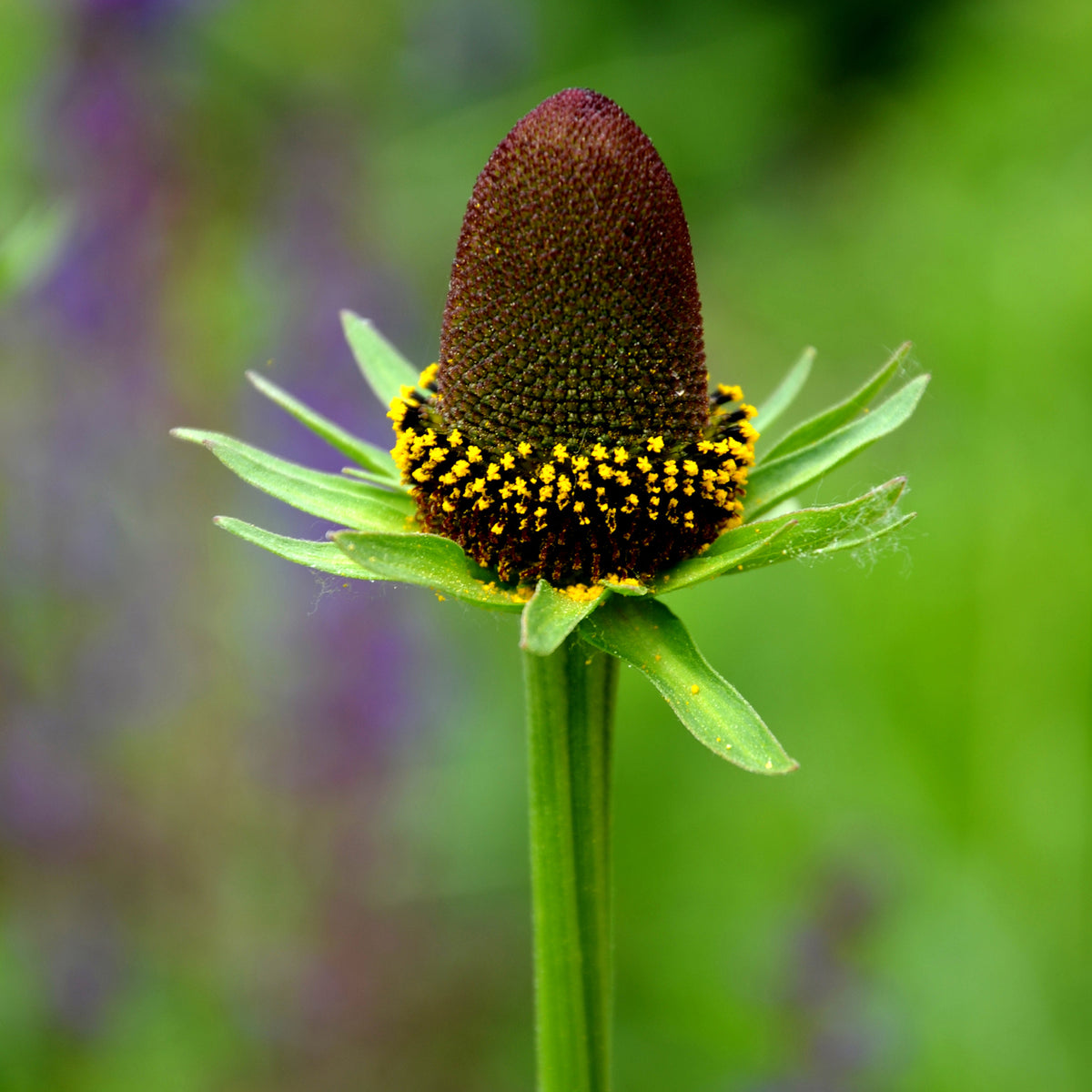 3 Rudbeckia occidentale Green Wizard