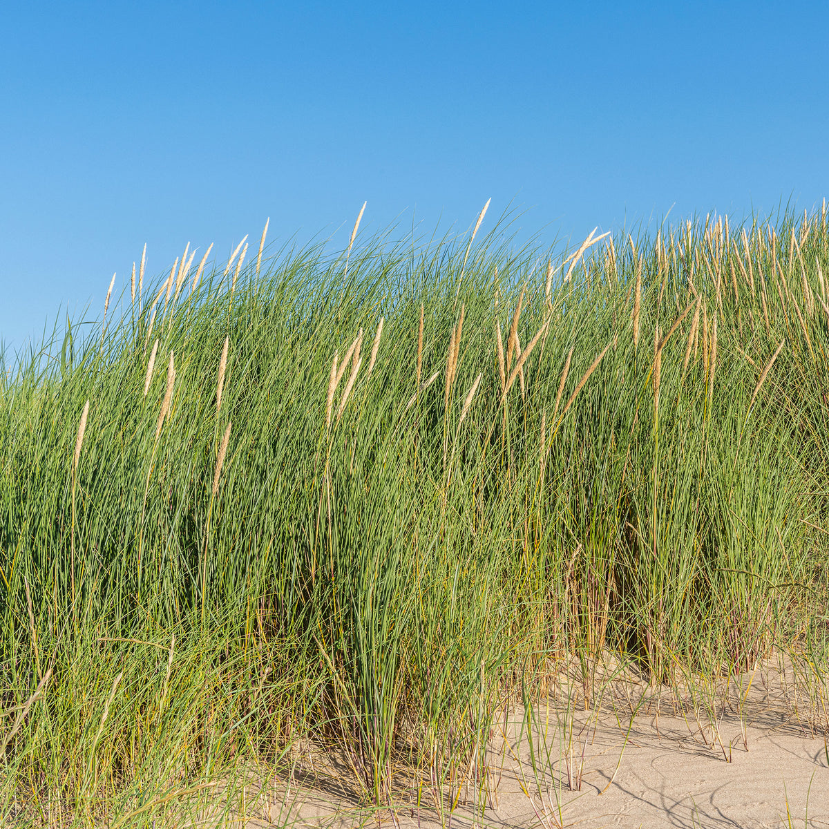 Oyat Roseau des sables - Ammophila arenaria - Plantes