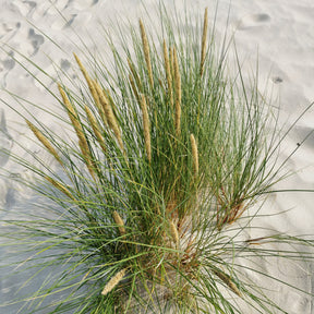 Oyat Roseau des sables - Ammophila arenaria - Plantes