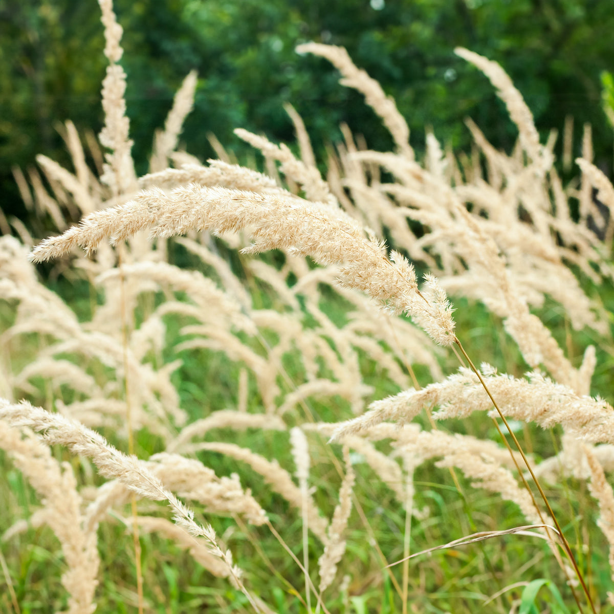 Herbe aux diamants