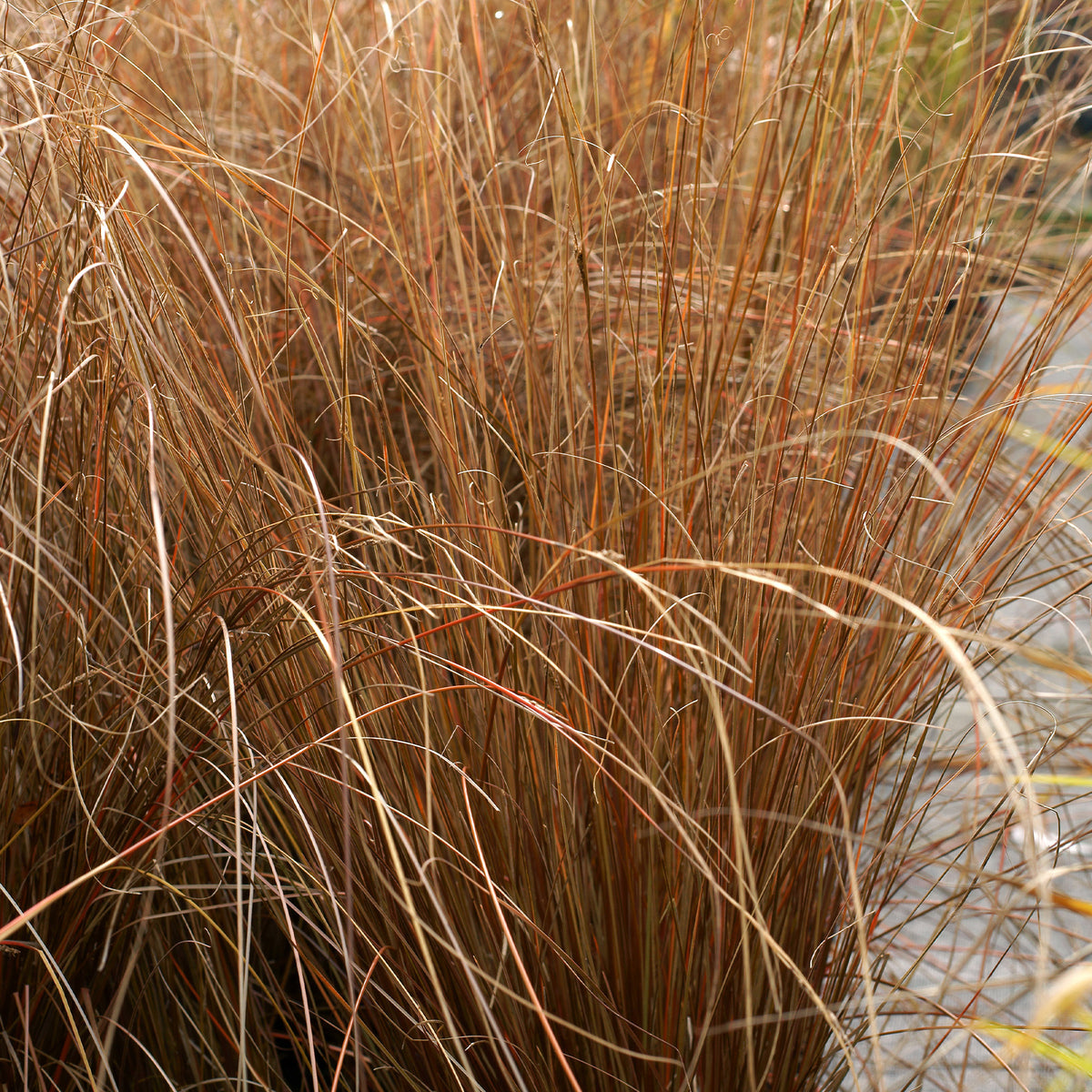 Laîche de Buchanan - Carex - Carex buchananii - Plantes