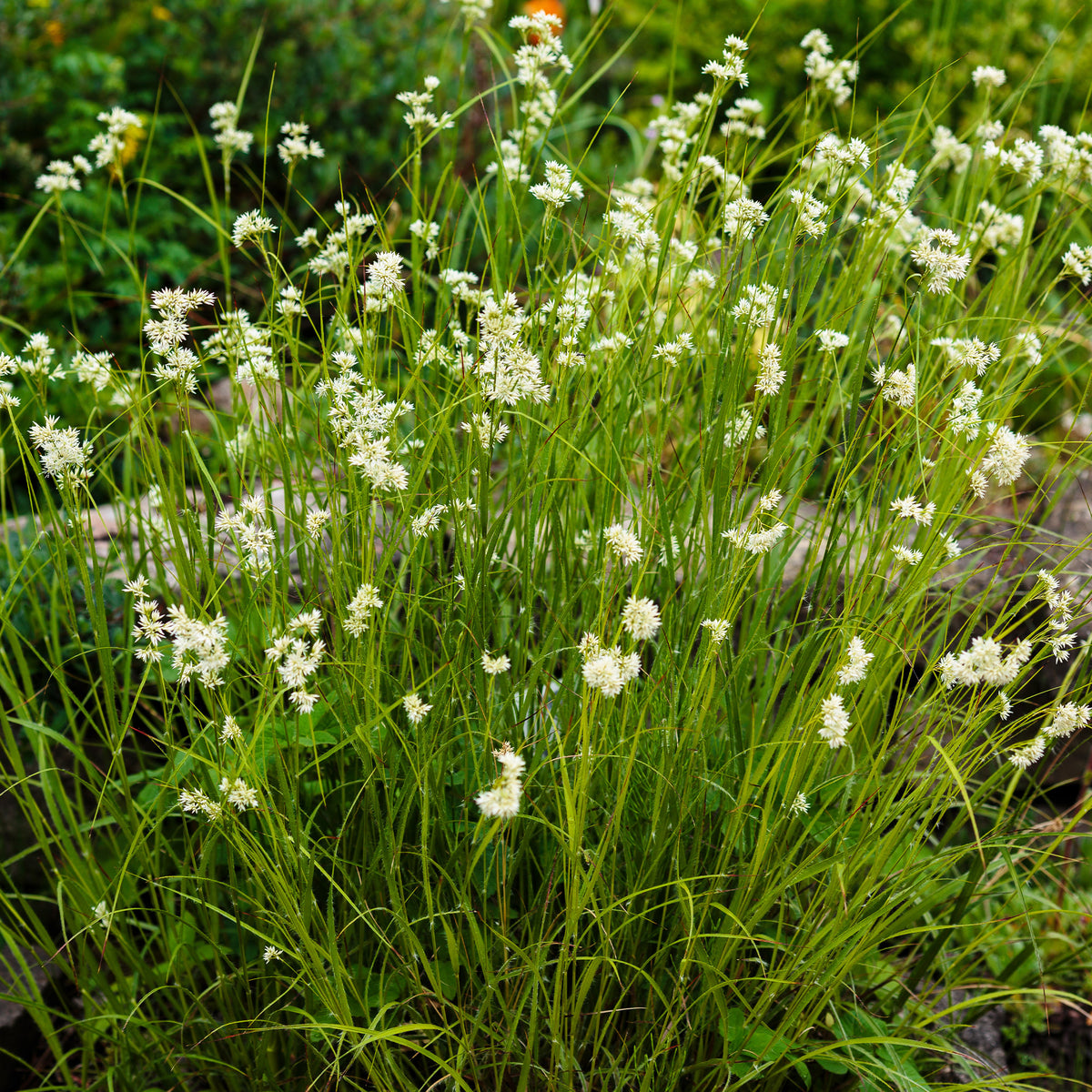 3 Luzules blanc de neige - Luzula nivea - Plantes