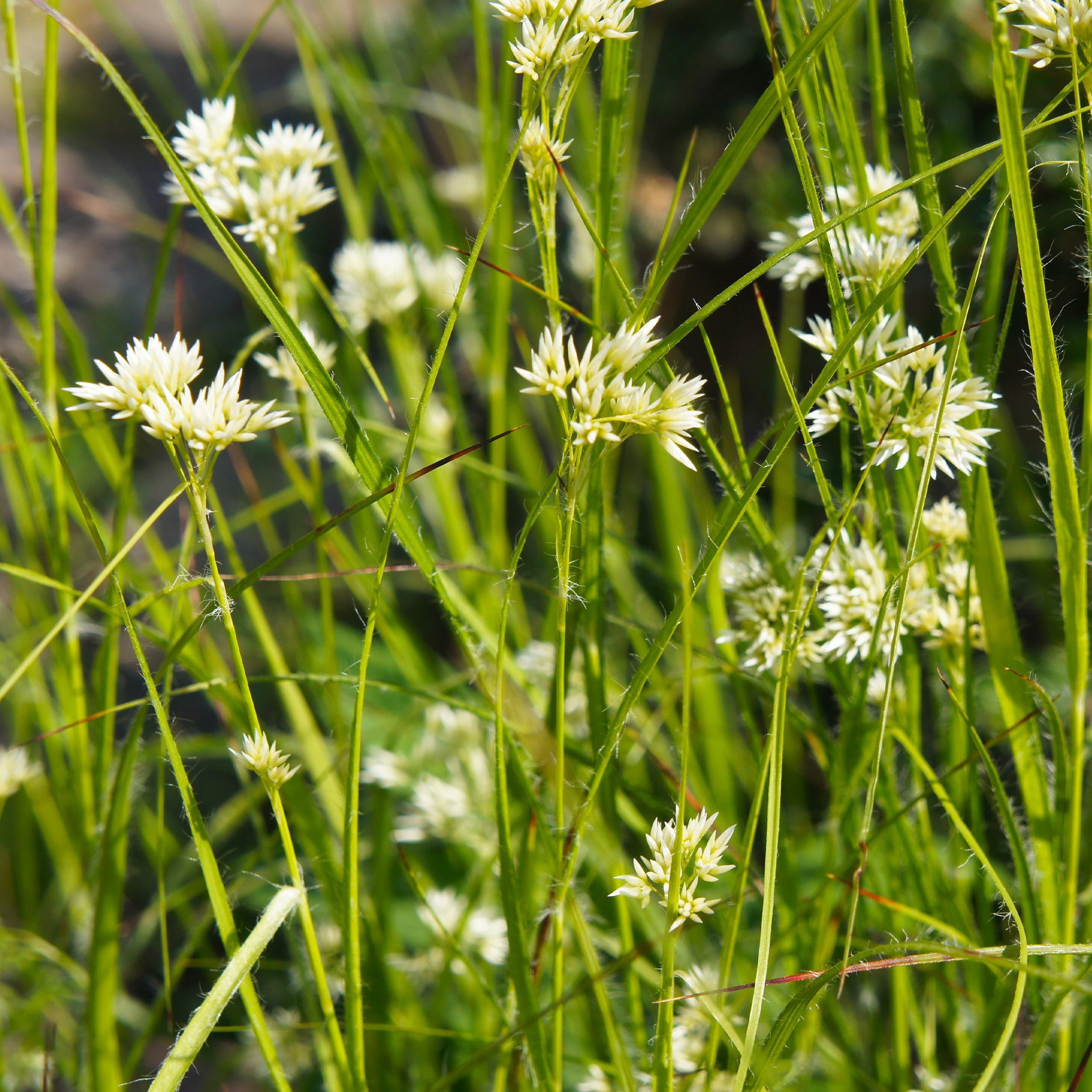 3 Luzules blanc de neige - Luzula nivea - Plantes