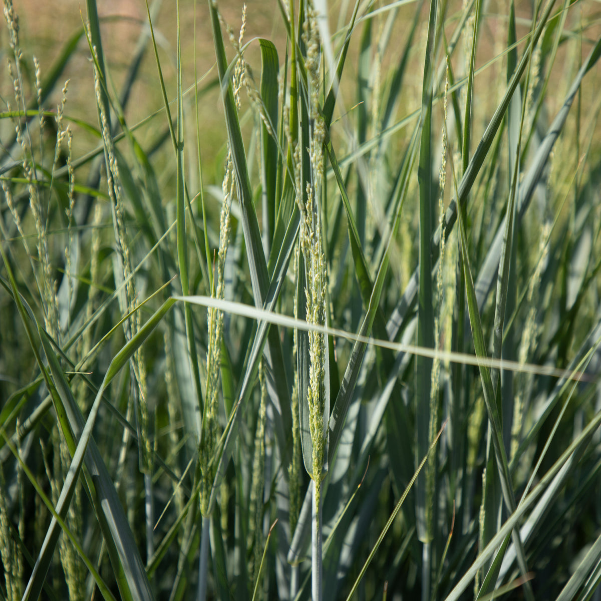 Panic érigé - Panicum amarum - Plantes