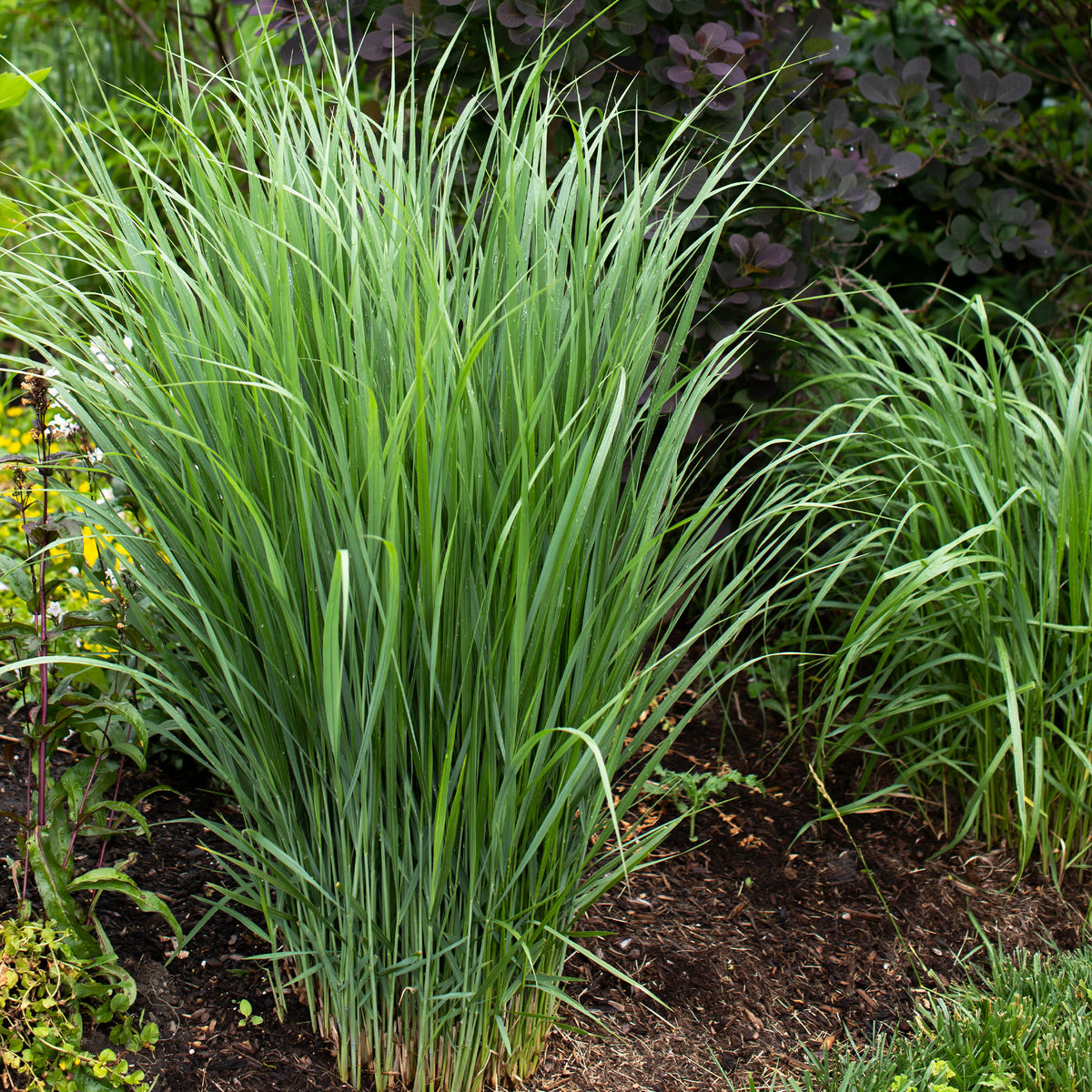 Panic érigé Northwind - Panicum virgatum northwind - Plantes