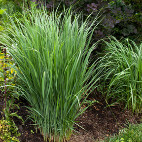 Panic érigé Northwind - Panicum virgatum northwind - Plantes