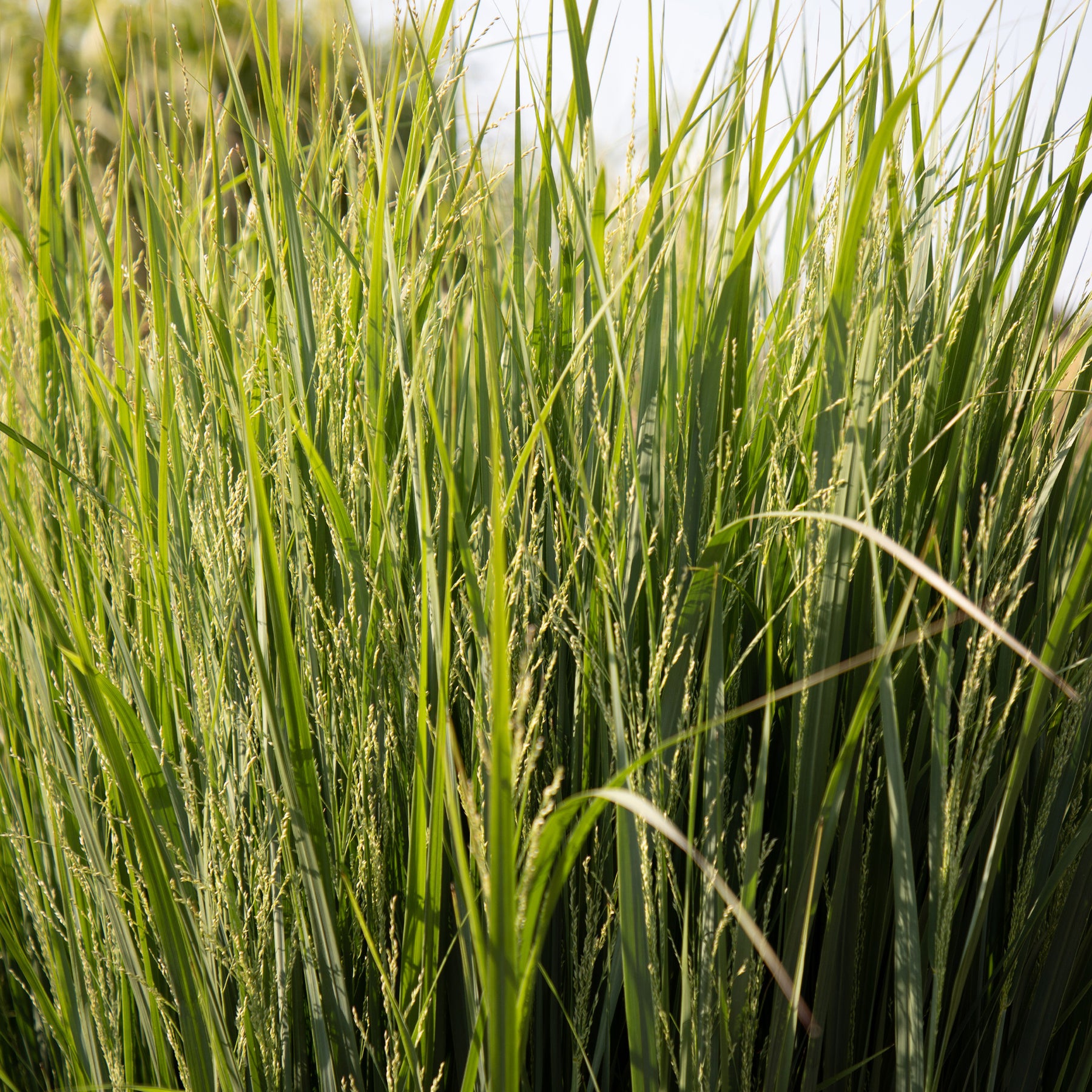 Panic érigé Northwind - Panicum virgatum northwind - Plantes