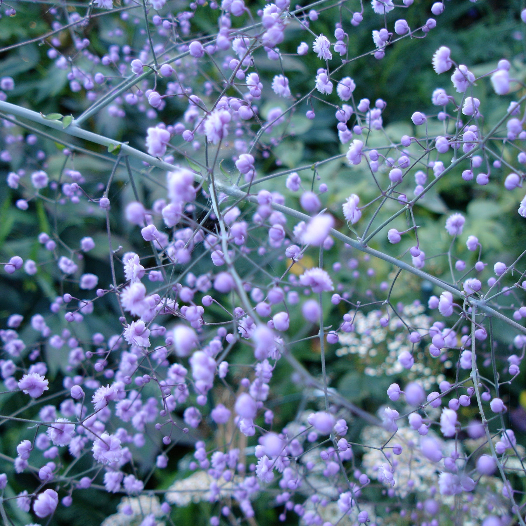 Pigamon Delavayi Hewitts Double - Thalictrum delavayi Hewitts Double - Willemse