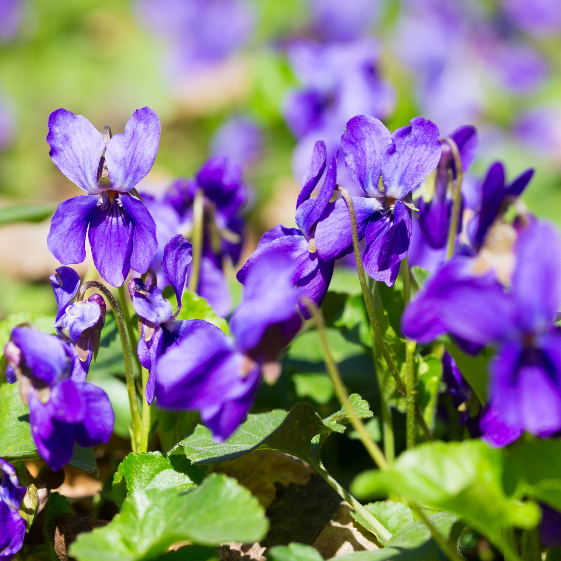 3 Violettes odorantes Königin Charlotte - Willemse