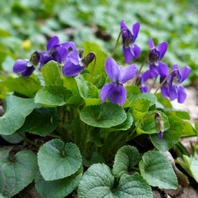 3 Violettes odorantes Königin Charlotte - Viola odorata königin charlotte - Willemse